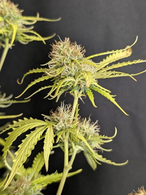 Sweet Mango Auto x4. Week 10