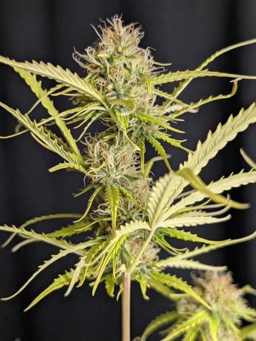 Sweet Mango Auto x4. Week 10