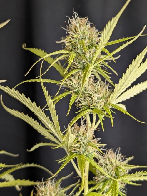 Sweet Mango Auto x4. Week 10