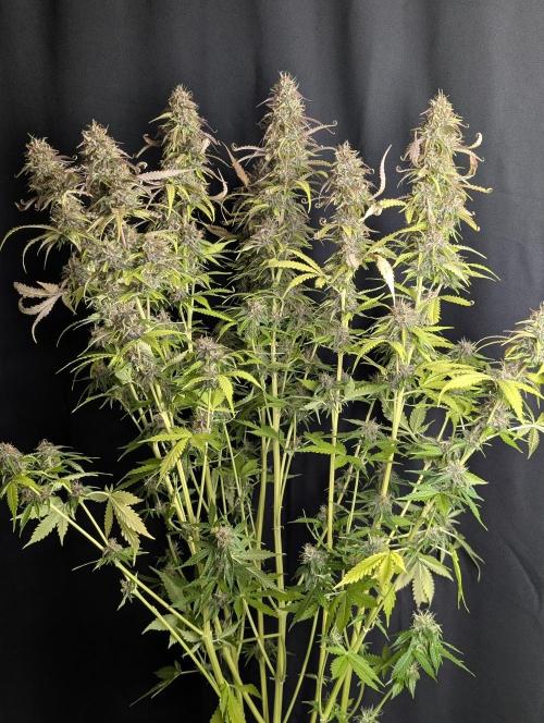Sweet Mango Auto x4. Week 10 - 2