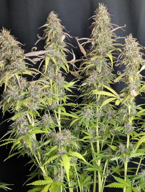 Sweet Mango Auto x4. Week 10