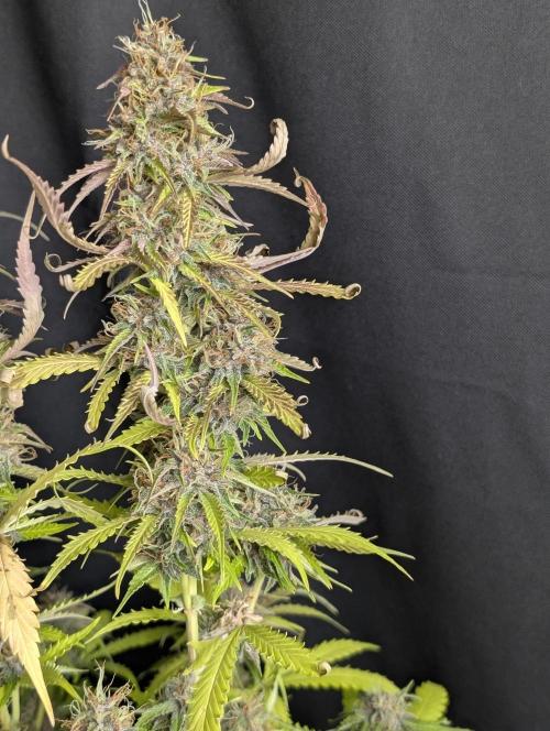 Sweet Mango Auto x4. Week 10