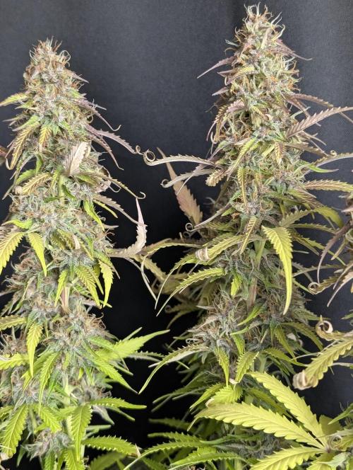 Sweet Mango Auto x4. Week 10