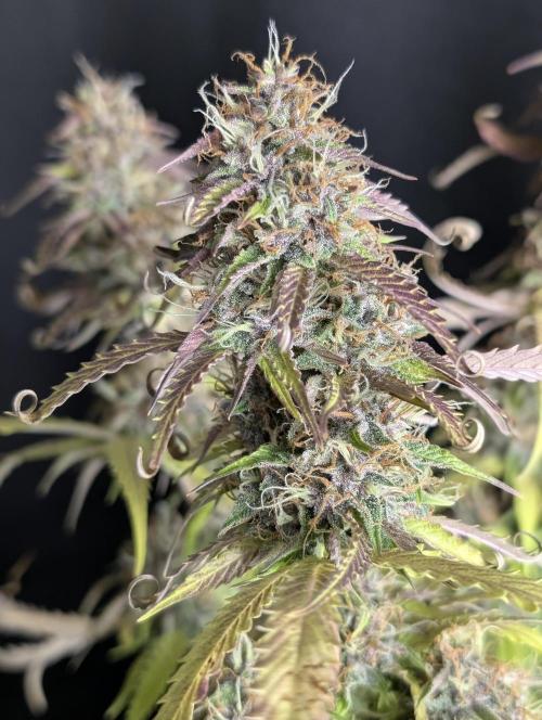 Sweet Mango Auto x4. Week 10