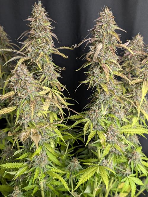 Sweet Mango Auto x4. Week 10