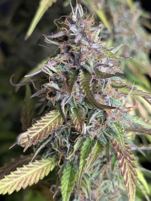 Sweet Mango Auto x4. Week 10