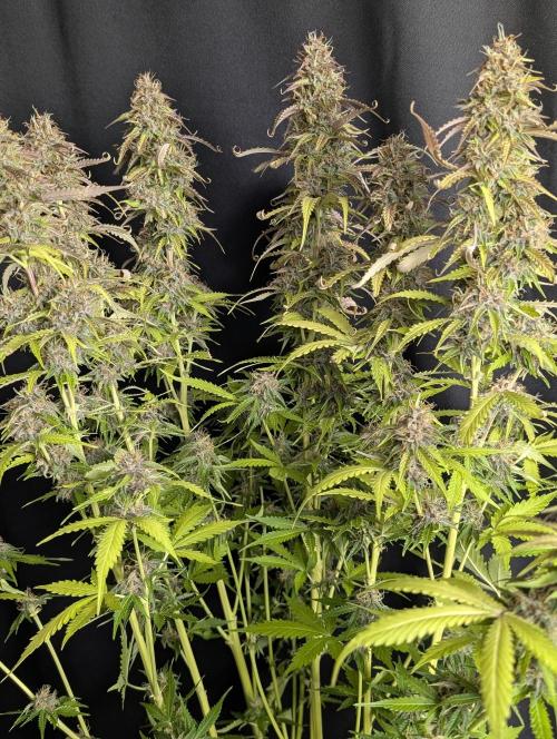 Sweet Mango Auto x4. Week 10