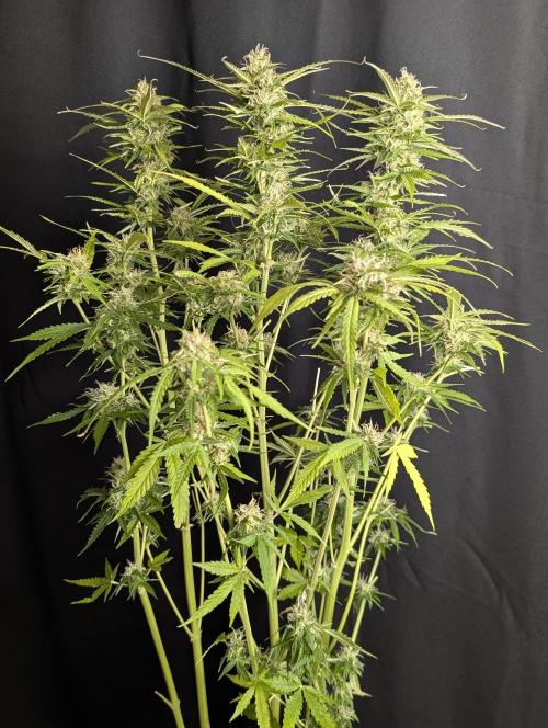 Sweet Mango Auto x4. Week 10 - 3