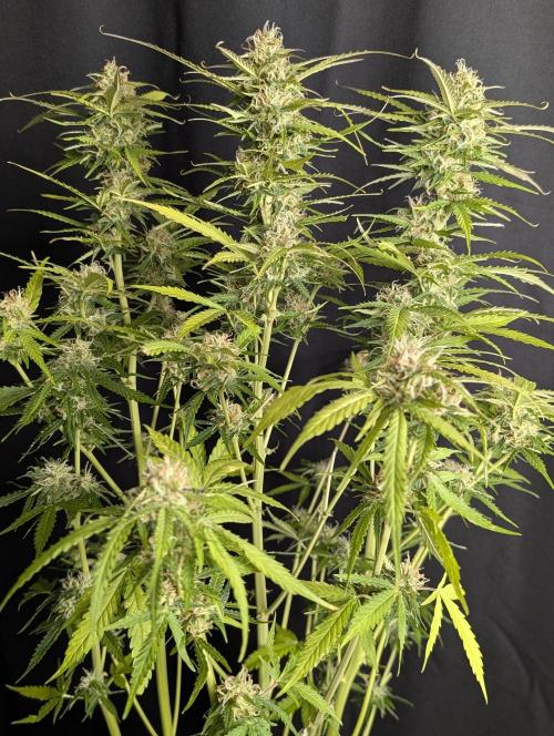 Sweet Mango Auto x4. Week 10