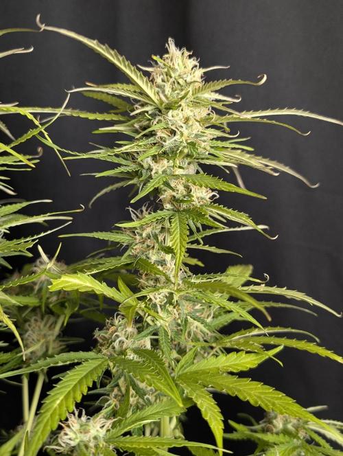Sweet Mango Auto x4. Week 10