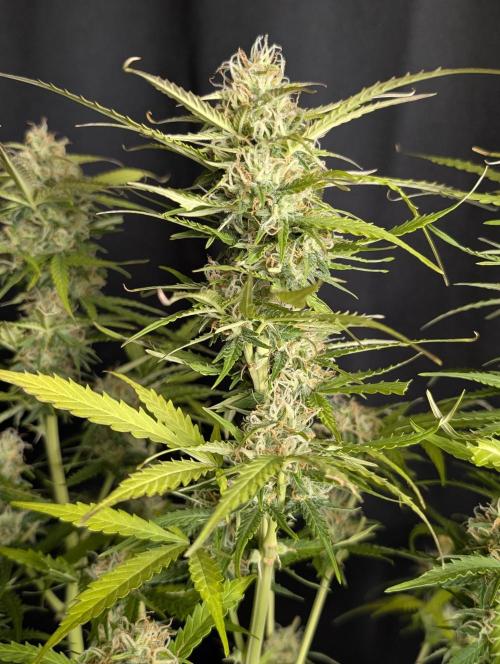 Sweet Mango Auto x4. Week 10