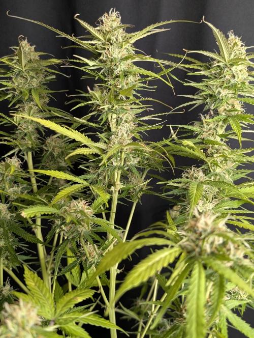Sweet Mango Auto x4. Week 10
