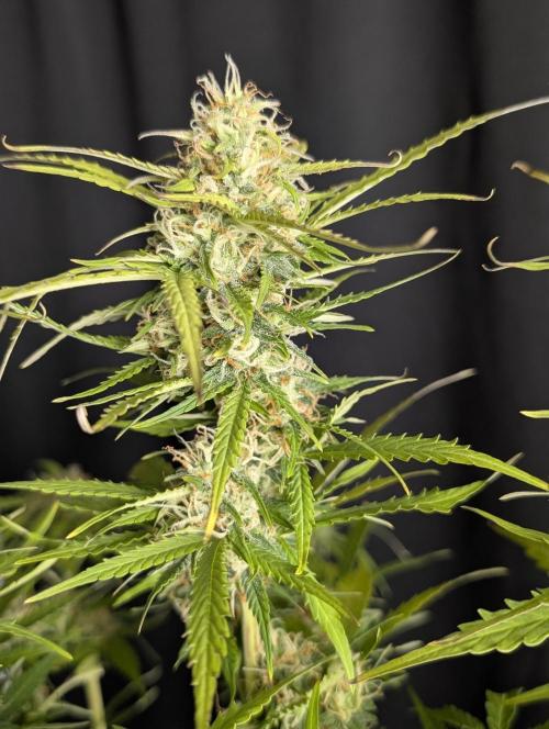 Sweet Mango Auto x4. Week 10