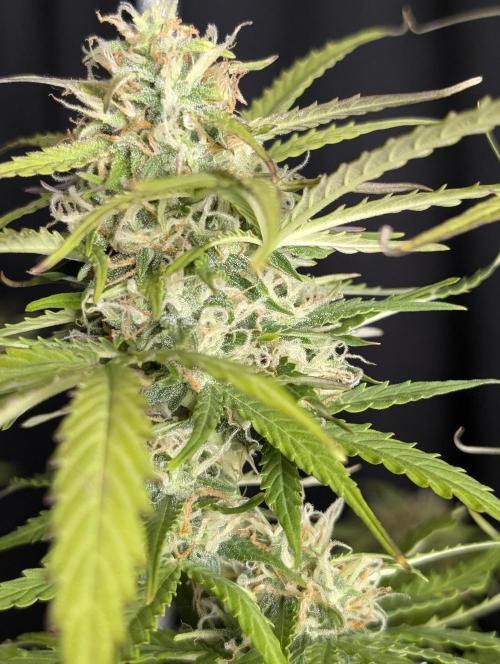 Sweet Mango Auto x4. Week 10