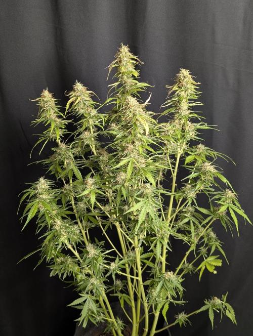 Sweet Mango Auto x4. Week 10 - 4