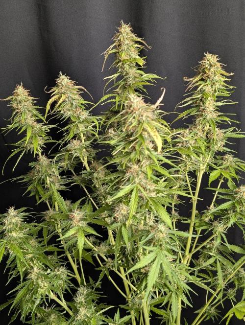 Sweet Mango Auto x4. Week 10