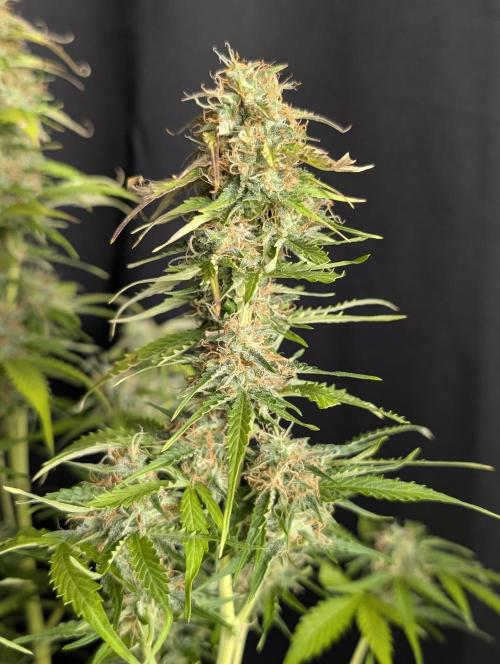 Sweet Mango Auto x4. Week 10