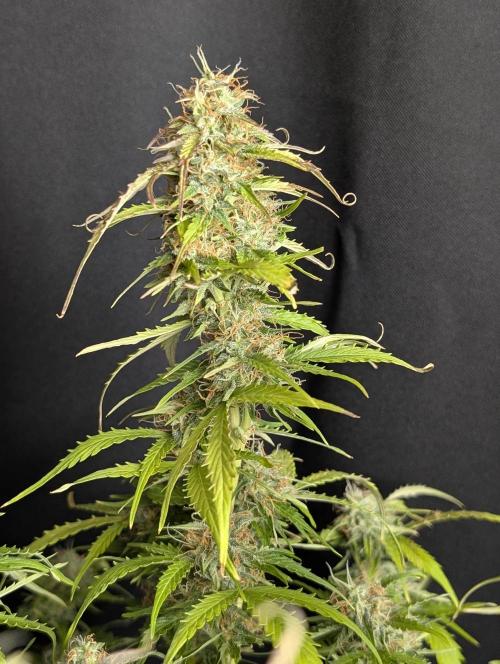 Sweet Mango Auto x4. Week 10
