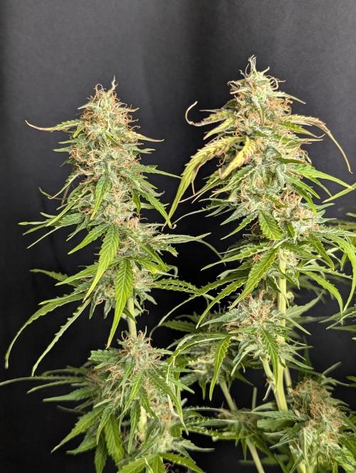 Sweet Mango Auto x4. Week 10