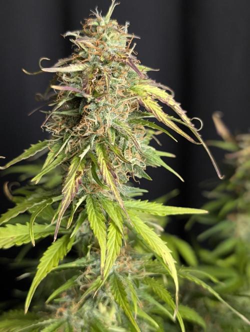 Sweet Mango Auto x4. Week 10