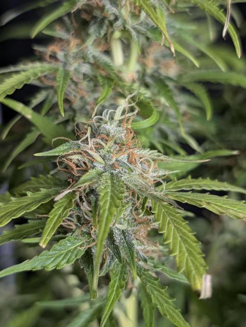 TSL2000 300W LED. Week 10