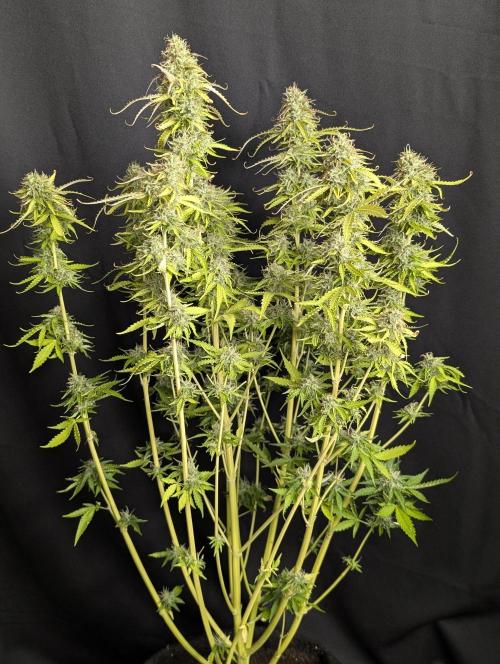 Sweet Mango x3. Week 10 - 1