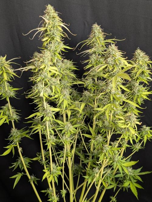 Sweet Mango x3. Week 10