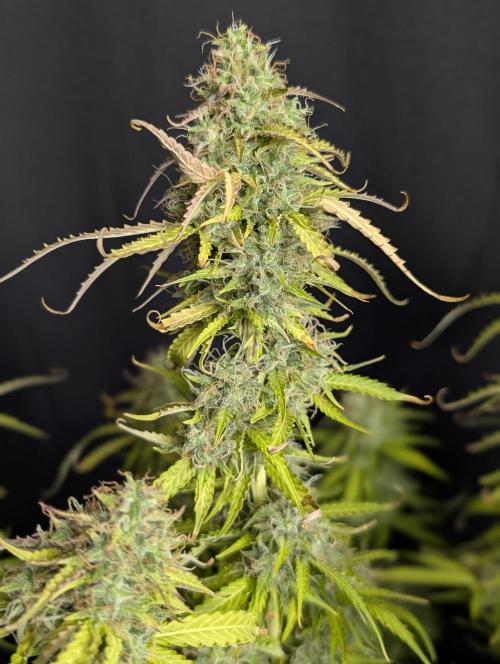 Sweet Mango x3. Week 10