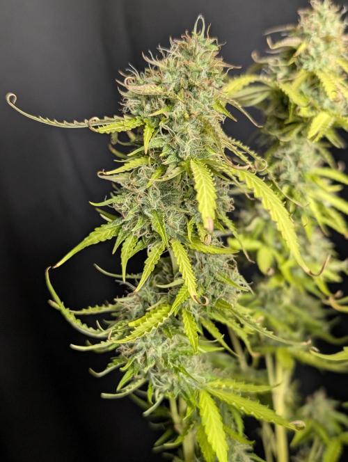 Sweet Mango x3. Week 10