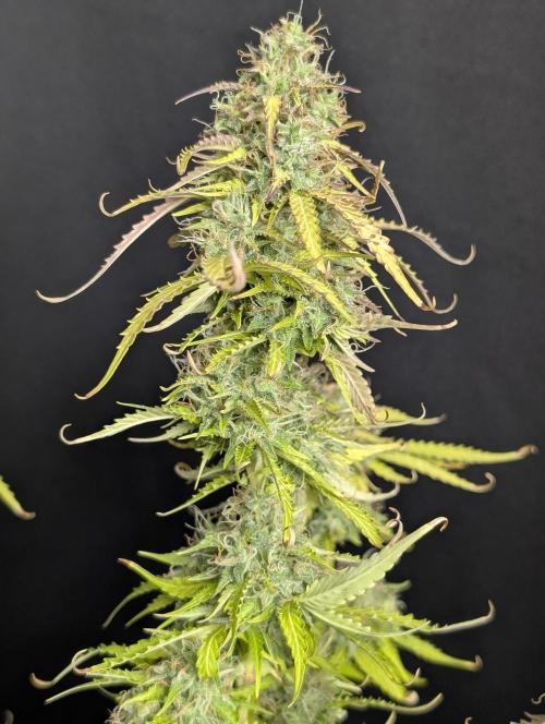 Sweet Mango x3. Week 10