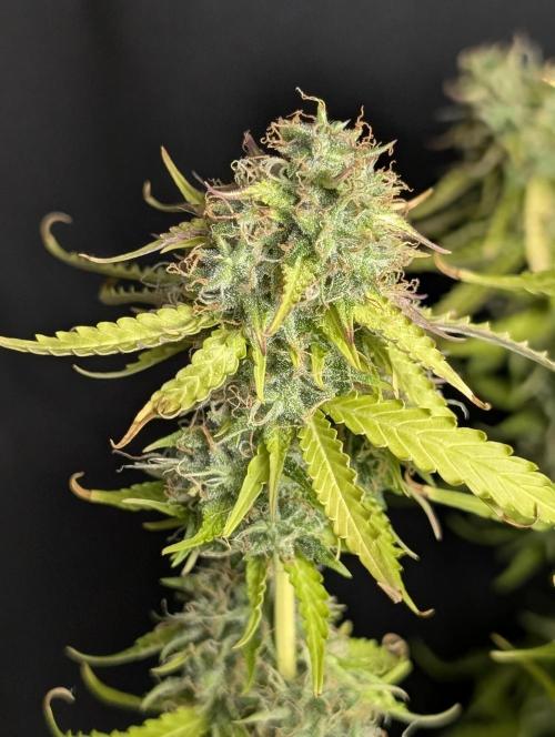 Sweet Mango x3. Week 10
