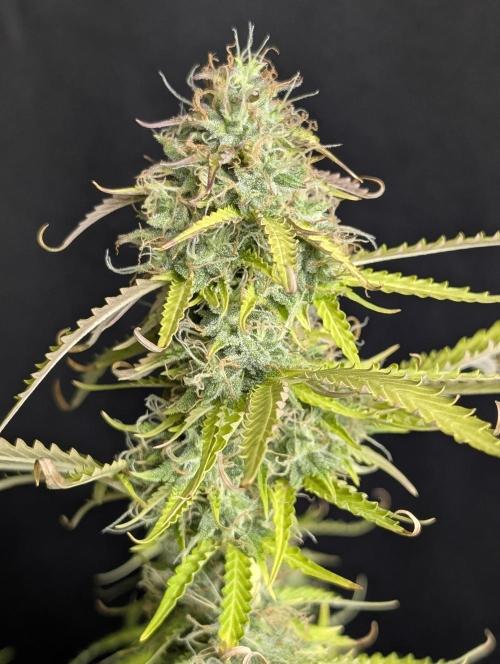 Sweet Mango x3. Week 10