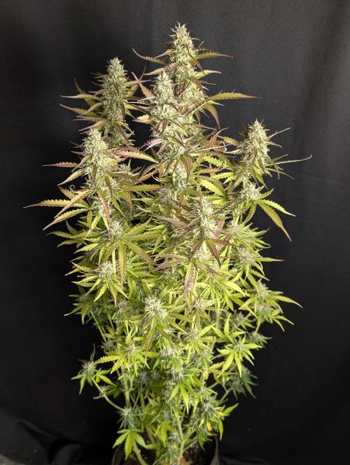 Sweet Mango x3. Week 10 - 2