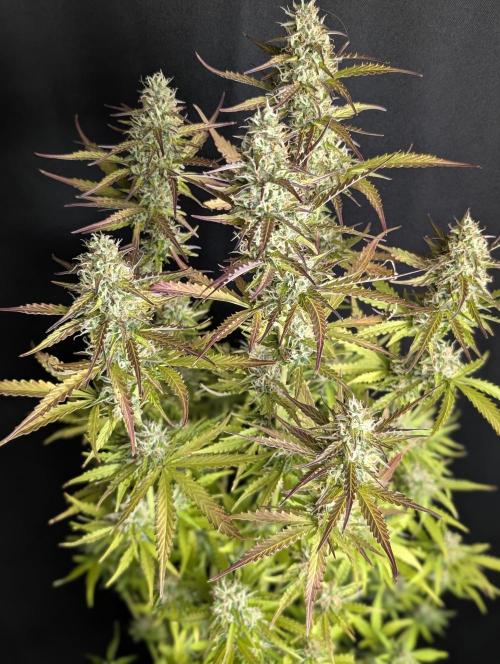 Sweet Mango x3. Week 10