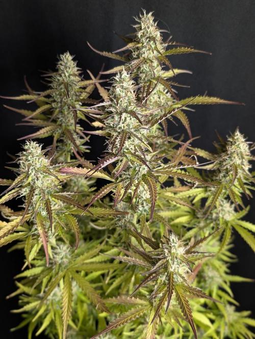 Sweet Mango x3. Week 10
