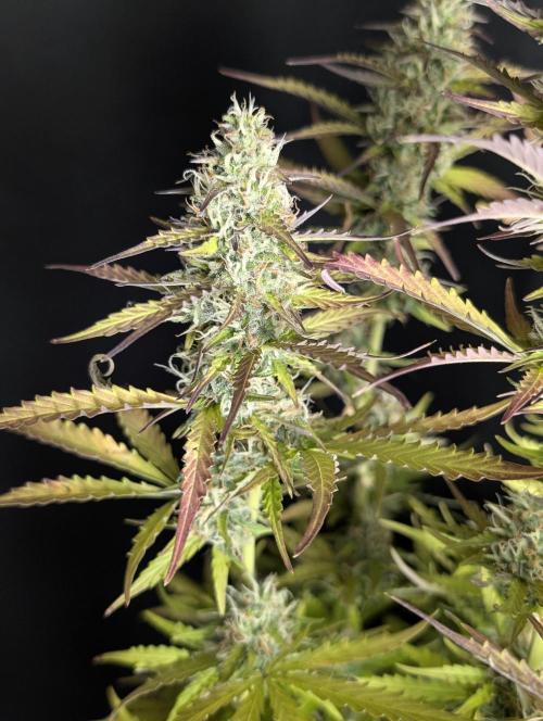 Sweet Mango x3. Week 10