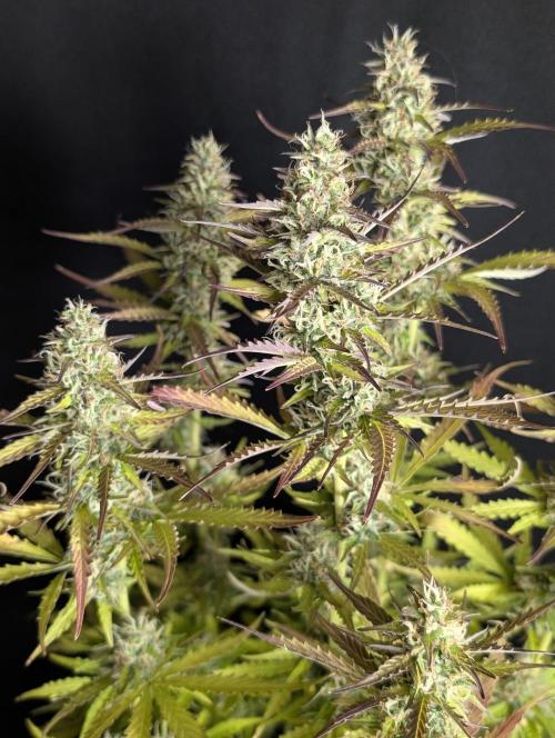 Sweet Mango x3. Week 10