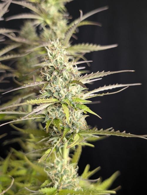 Sweet Mango x3. Week 10