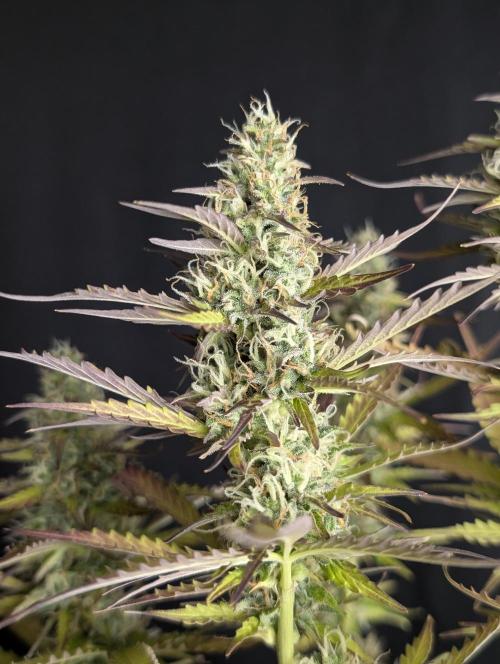 Sweet Mango x3. Week 10