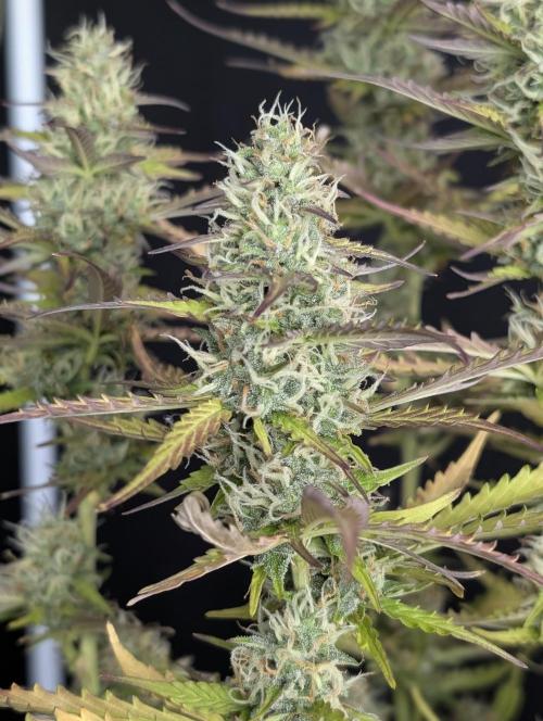 Sweet Mango x3. Week 10