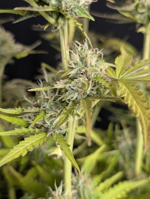 Sweet Mango x3. Week 10