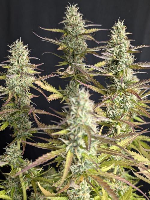 Sweet Mango x3. Week 10