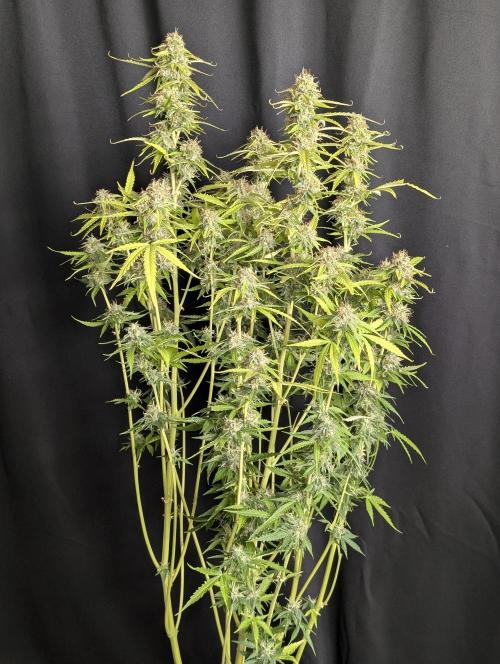 Sweet Mango x3. Week 10 - 3