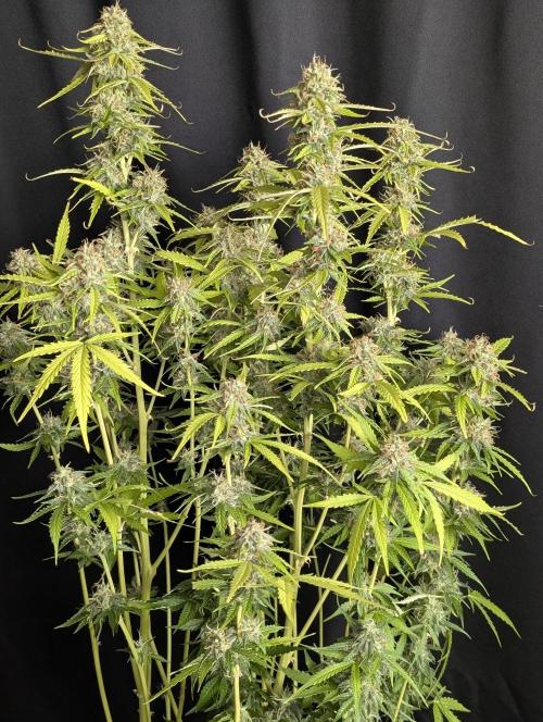 Sweet Mango x3. Week 10