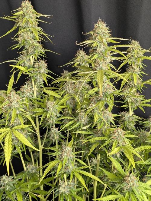 Sweet Mango x3. Week 10