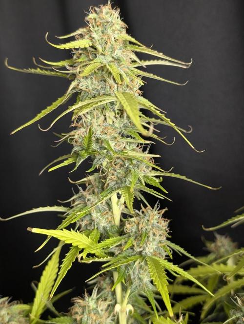 Sweet Mango x3. Week 10
