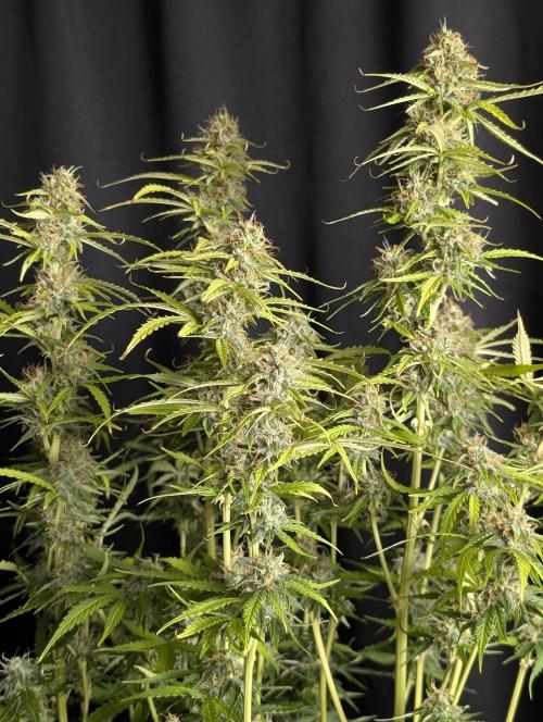 Sweet Mango x3. Week 10