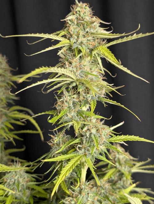 Sweet Mango x3. Week 10