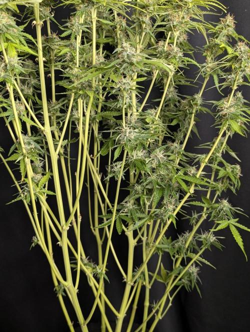 Sweet Mango x3. Week 10