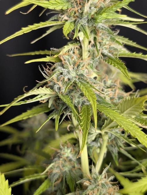 Sweet Mango x3. Week 10